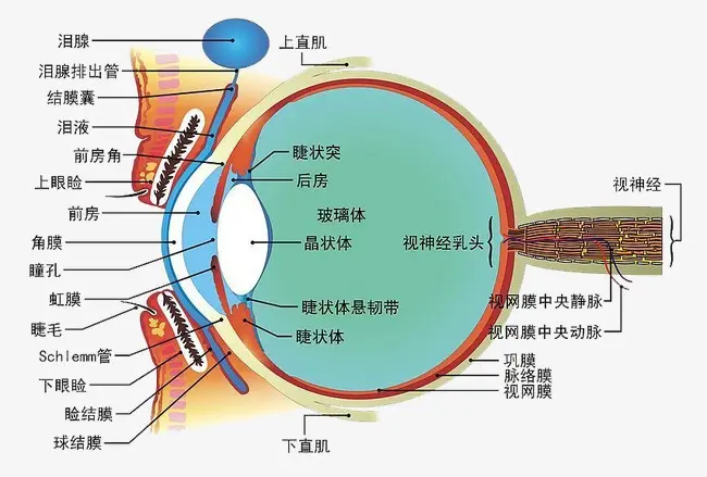 總感覺(jué)眼前有線條或氣泡？不要驚慌，就是飛蚊癥！