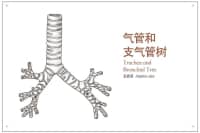 喉嚨里總有痰，痰多還吐不完？可能是這里出了問題，別不當(dāng)回事！